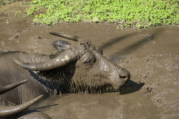 Calm water buffalo relaxing in muddy pond. big animal with large horns enjoys cool mud bath on hot day in nature. close up view of wild bovine content in water