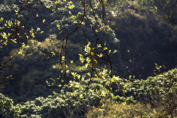 Serene spring scene of delicate tree branch with new leaf foliage backlit by warm sunlight. fresh green leaves glow against dark, natural forest background, feeling peaceful