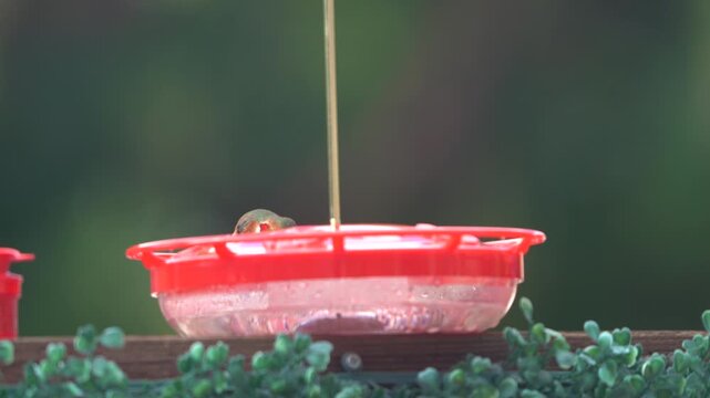 A male rufous hummingbird attracting females by refracting different colors off its throat while extracting nectar.