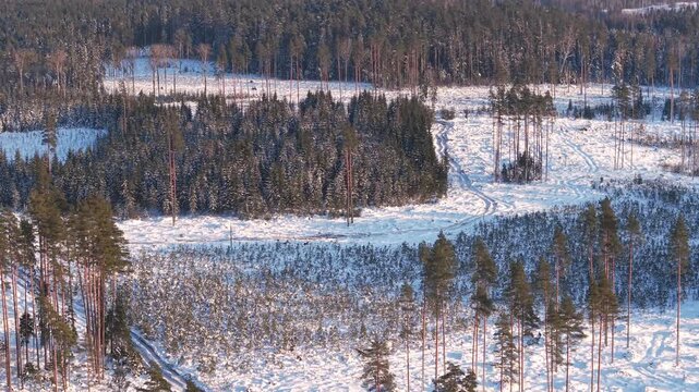 Aerial view of snow covered clearcut forest bordered by dense pines