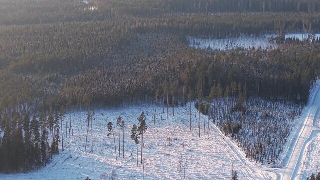 Aerial view of cleared forest surrounded by dense winter woodland