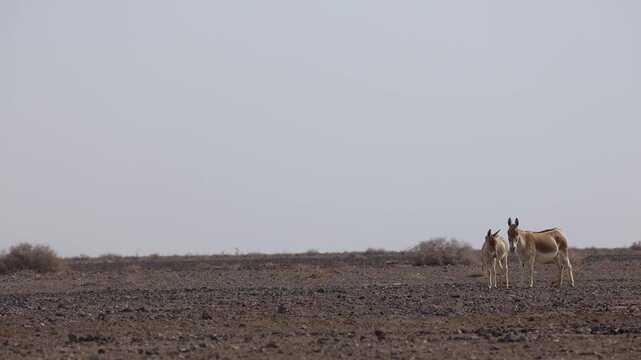 Iranian onager (Asiatic wild ass) walking and grazing in arid desert landscape, wildlife in Iran, natural habitat, close up and wide shots