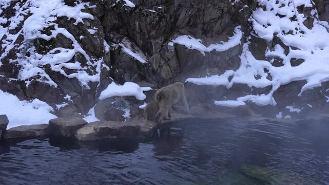 Snow Monkeys of Japan bathing in natural hot springs during winter at the Jigokudani Park.
