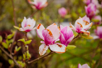 Delicate pink magnolia flowers bloom beautifully on branches, signaling the arrival of spring