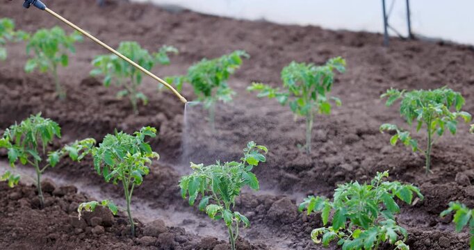 Greenhouse Seedling Rows With Drip Irrigation In Organic Farm Soil Close Up For Sustainable Agriculture, Farmer watering young plants