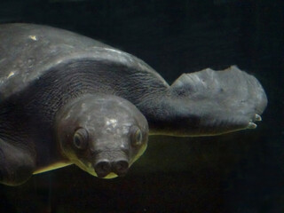 スッポンモドキ