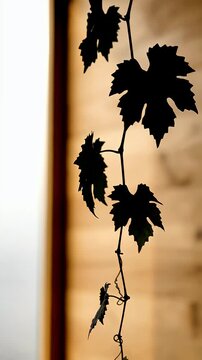 Silhouette of a grapevine vine climbing against a bright window creating a dramatic contrast and evoking feelings of nature s persistence and beauty