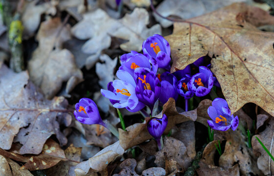 Crocuses in bloom in the forests of western Ukraine in early spring