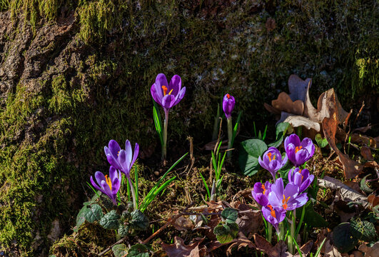 Crocuses in bloom in the forests of western Ukraine in early spring