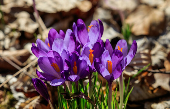 Crocuses in bloom in the forests of western Ukraine in early spring