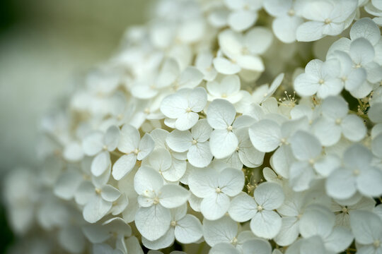 Close-up of white hydrangea flowers with soft bokeh background, elegant floral texture.