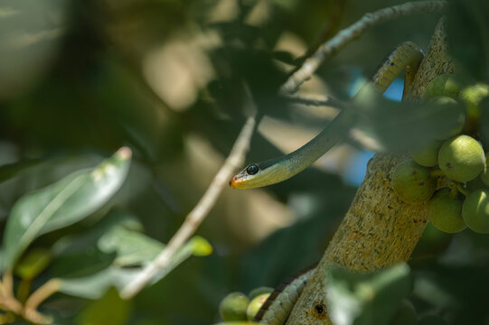 Common Bronzeback Tree Snake (Dendrelaphis tristis)