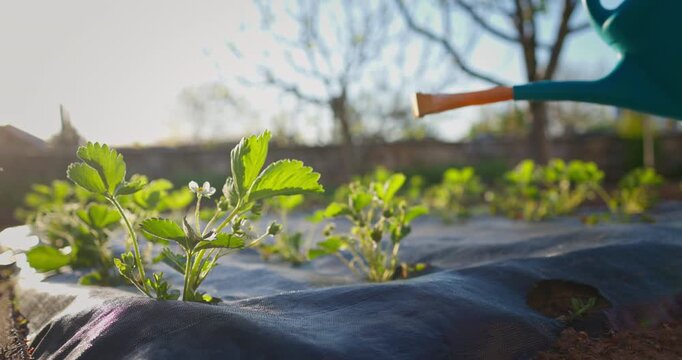 Summer Gardening Scene with Watering Can and Strawberry Plants