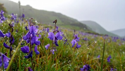Obraz premium Blooming purple wildflowers with morning dew in a serene mountain meadow