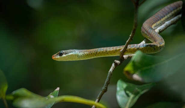 Common Bronzeback Tree Snake (Dendrelaphis tristis)