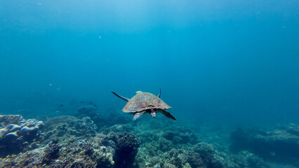 Sea turtle swimming above coral reef. Graceful marine turtle gliding through clear tropical water over a vibrant underwater landscape. © Houston