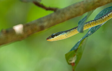Fototapeta premium Common Bronzeback Tree Snake (Dendrelaphis tristis)