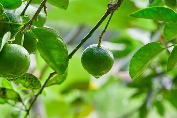 Fresh Green Limes Growing on a Tree Branch