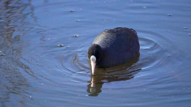 A single Eurasian coot floats calmly on smooth blue water. Its dark body and white beak reflect clearly on the surface.