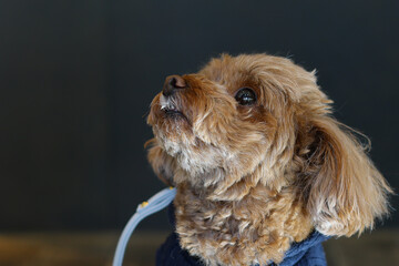 ドッグカフェでポーズをとるトイ・プードル