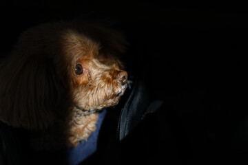 顔の半分に光が当たるトイ・プードル