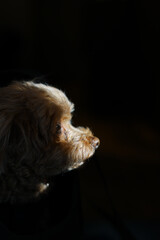 太陽光が顔に当たっているトイ・プードル