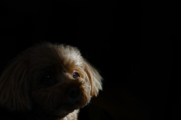 光ご影の間に座るトイ・プードル