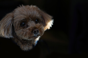 光ご影の間に座るトイ・プードル