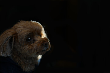 光ご影の間に座るトイ・プードル