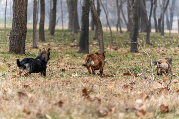Three energetic stray dogs run freely through a forest clearing filled with dry autumn grass and bare trees on a cloudy day. Rear view.