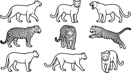 Collection of wild big cat vector line art featuring panthers, cougars, and spotted leopards in various poses including walking, jumping, and standing for wildlife design. © MdKhadamul