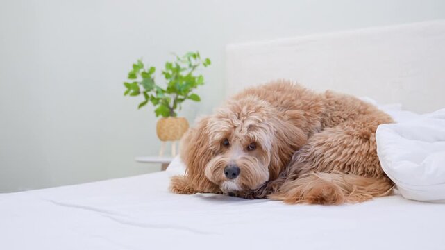 Dog of a Cavapoo or Goldendoodle breed in home on the white bed. Close-up of curly brown dog cross between a poodle and a spaniel.