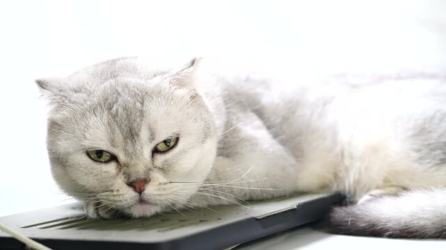 Grumpy cat white fur green eye lying keyboard close up indoor pet feline relaxed Scottish Fold technology resting animal cute fluffy whisker domestic sleepy annoyed lazy home internet adorable bored