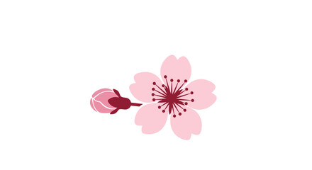 Stylized Cherry Blossom Flower and Bud on White Background