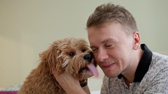 A curly-haired brown Labradoodle or kawapoo dog licks a young man's cheek at home
