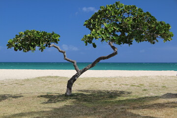 Drzewo na plaży wyspy O'ahu  Hawaje © Dariusz
