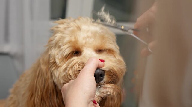 A woman cuts off excess hair from the muzzle of a big curly brown dog with scissors, grooming dogs