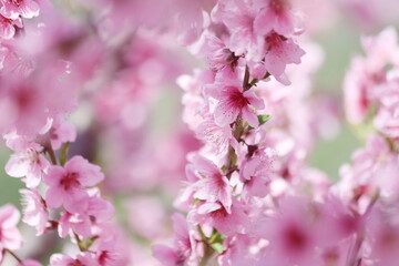 Obraz premium spring in the peach orchard in full bloom 