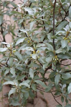 Silverberry (Elaeagnus commutata) growing in the wild