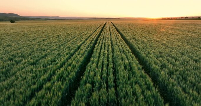 Rural agricultural landscape of large green wheat field on sunset aerial drone video
