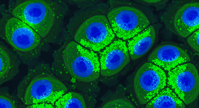 Close-up fluorescent microscopy of cells featuring vivid blue nuclei and green cytoplasmic staining, capturing intricate biological structures for scientific study.