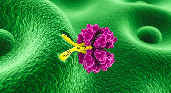 ACE2 receptor protein shown binding to a target molecule on a cell surface, illustrating a fundamental molecular interaction in biology.
