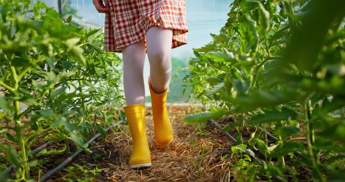 Farmer girl in dress, yellow boots and watering can walk in greenhouse to water the young seedlings of tomato plants