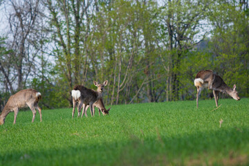 草原で草を食べるエゾシカの群れ
