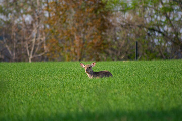 草の上に寝そべる野生のシカ
