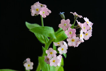 黒背景のピンクのワスレナグサ
