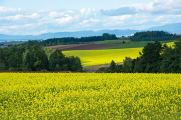 黄色いナノハナが咲き乱れる丘陵地帯