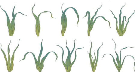 Set of green seaweed plants on white background © Creative Studio 