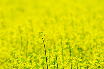 黄色い花が満開のナノハナ畑
