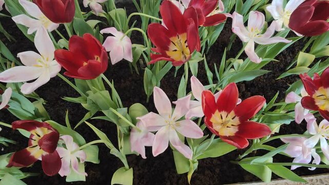 red and yellow tulips\Indoor tulip gardens offer a variety of colors, including red and white.
